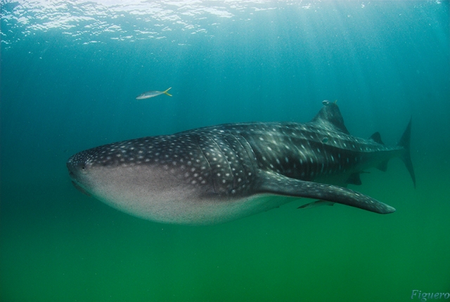  cholenco 鲸鱼 - 999 - 船 